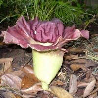 Amorphophallus paeoniifolius (Dennst.) Nicolson